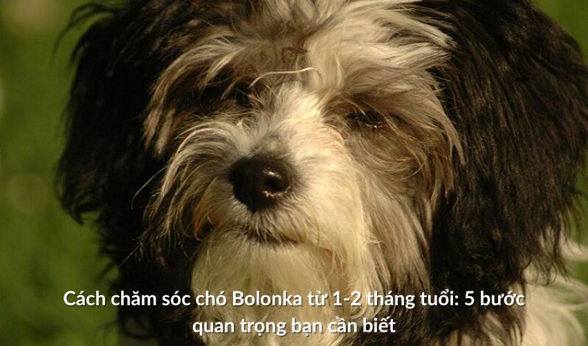 Cách chăm sóc Chó săn Artois từ 1-2 tháng tuổi: 5 bước quan trọng bạn cần biết Cách chăm sóc Chó săn Artois từ 1-2 tháng tuổi: 5 bước quan trọng bạn cần biết