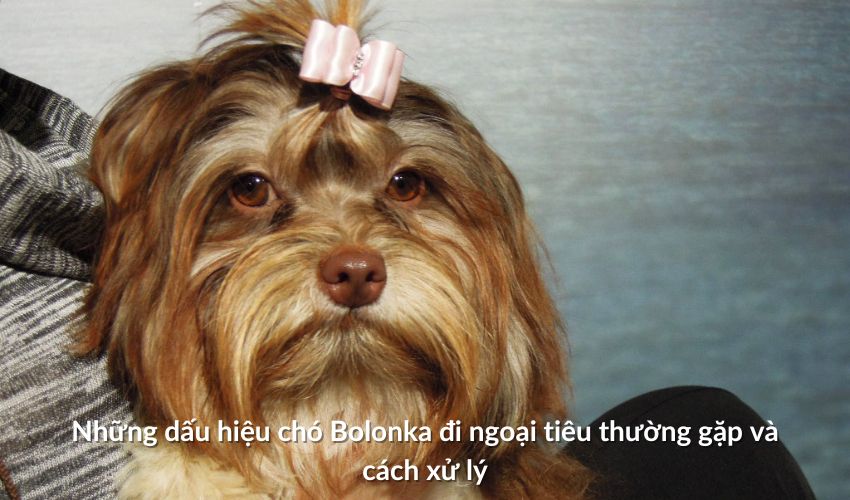 Những dấu hiệu Chó săn Artois đi ngoại tiêu thường gặp và cách xử lý Những dấu hiệu Chó săn Artois đi ngoại tiêu thường gặp và cách xử lý