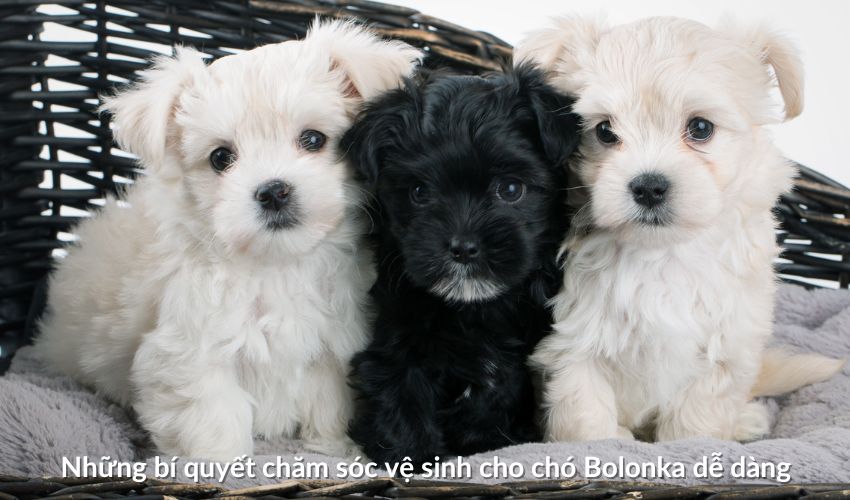 Những bí quyết chăm sóc vệ sinh cho Chó săn Artois dễ dàng Những bí quyết chăm sóc vệ sinh cho Chó săn Artois dễ dàng